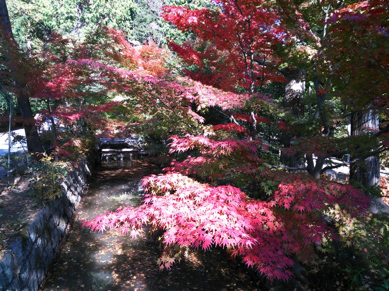 2013紅葉01.jpg