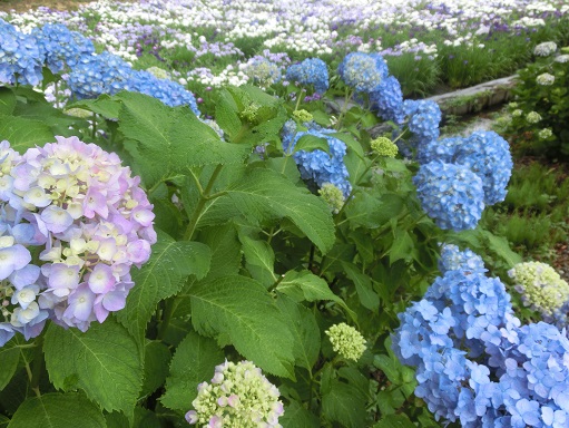 赤堀花菖蒲園