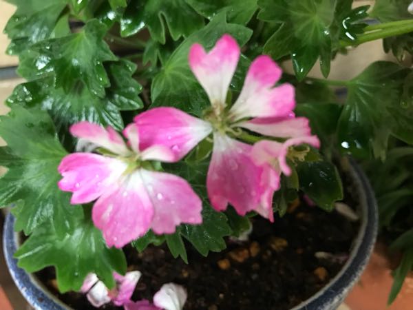 rblog-20180429183115-06.jpg