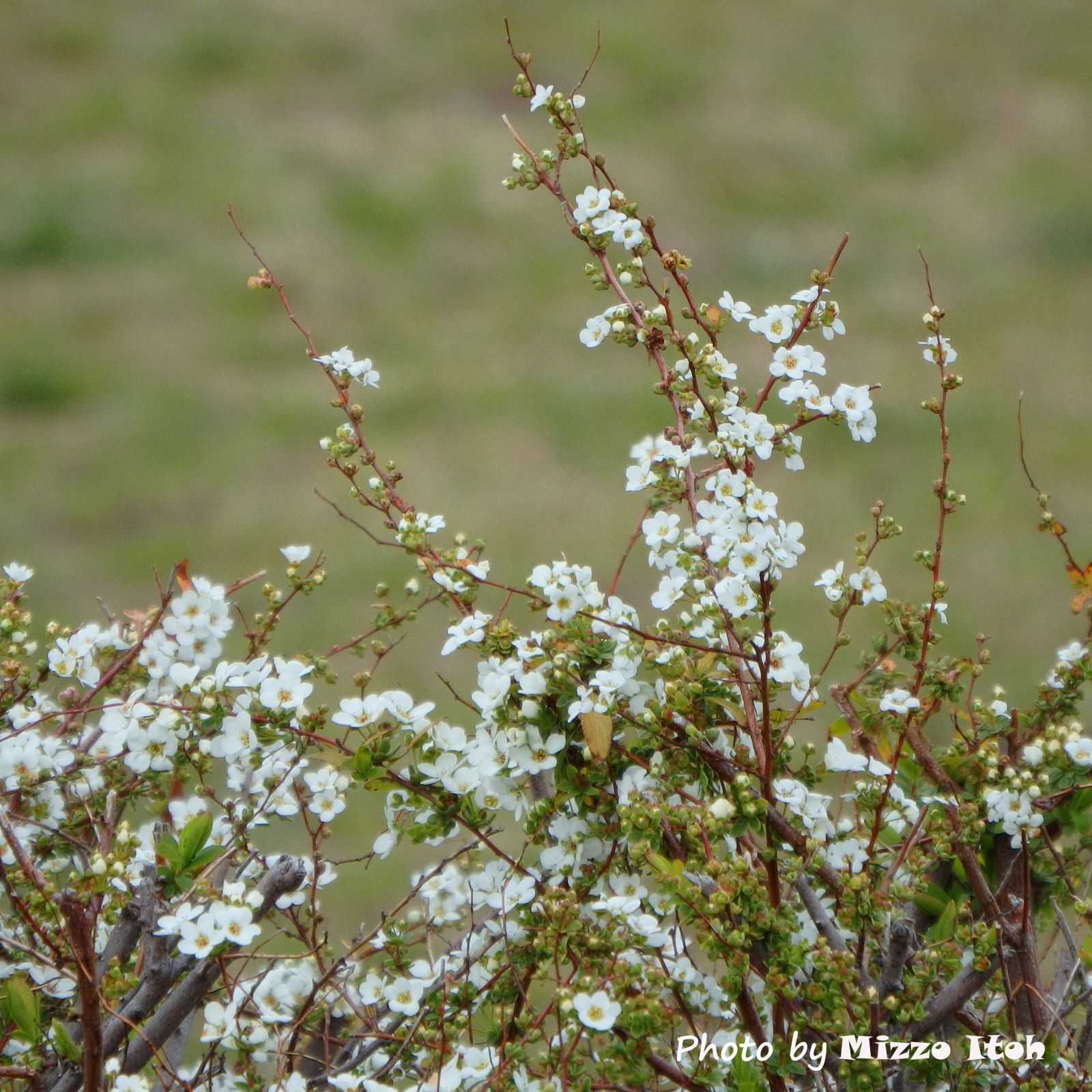 多摩川の春の植物 野性の大田区 東京都大田区自然探訪記 楽天ブログ