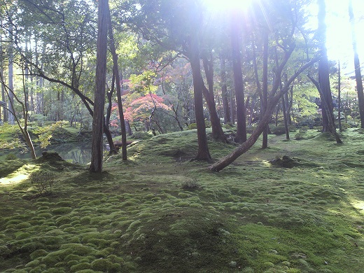 20161105苔寺.jpg