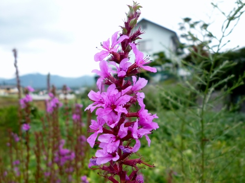 P1150420 (500x374).jpg