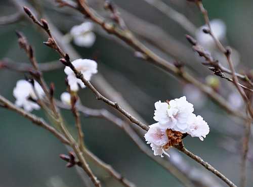 今日のジュウガツザクラ 12月10日 二代目館長日記 楽天ブログ