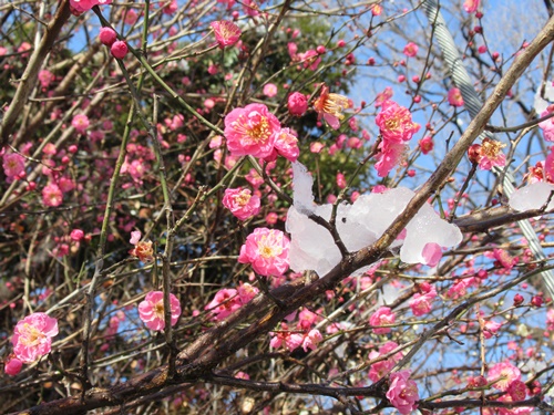 池上本門寺にて