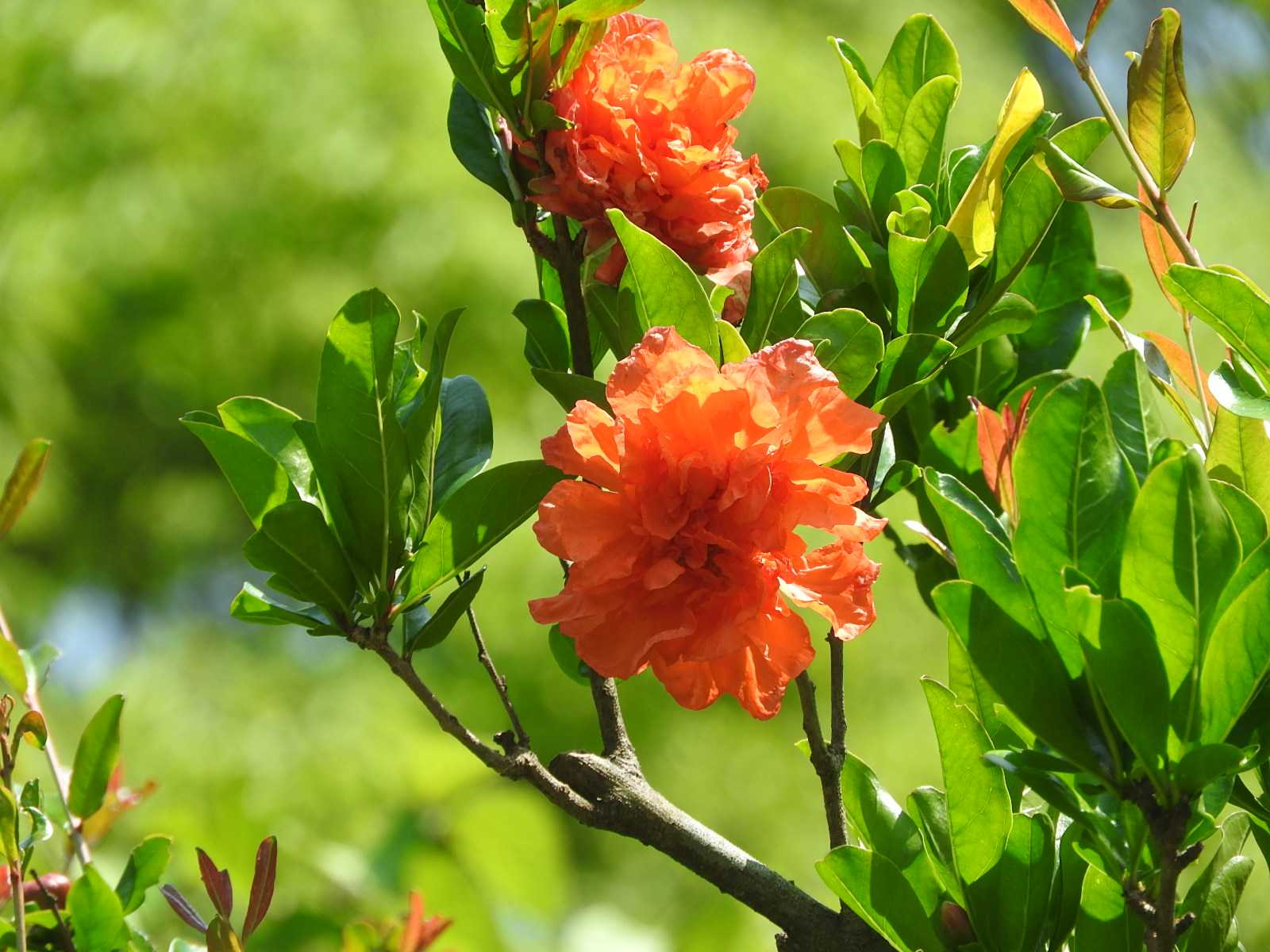 ザクロの花 柘榴の花 オレンジ色の花 実のなる花 樹木の花 無料