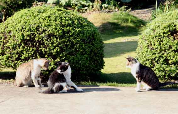 我が家のニャンコ♪2013/5/25-3