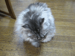 kao-arau[1].gif