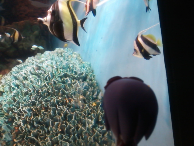 水族館２０１３熱帯魚黄色ツノダシ.jpg
