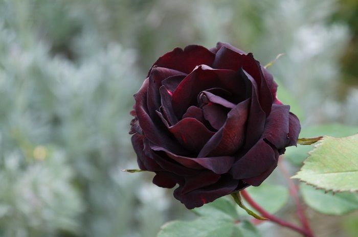 ルイ１４世 ラマリエ オールドブラッシュ ヨークアンドランカスター いつものメンバーです バラの香る庭へようこそ 楽天ブログ