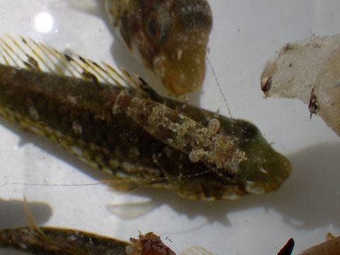 沖縄深海魚採集2017年9月下旬14　フシウデサンゴモエビ（Saron marmoratus）