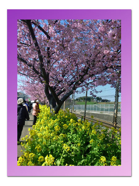 河津桜と菜の花の遊歩道