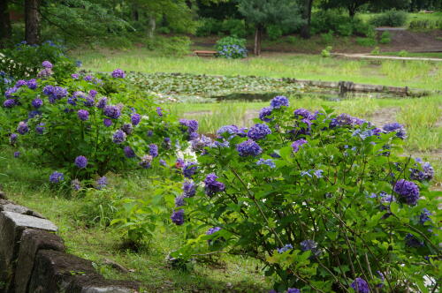 紫陽花