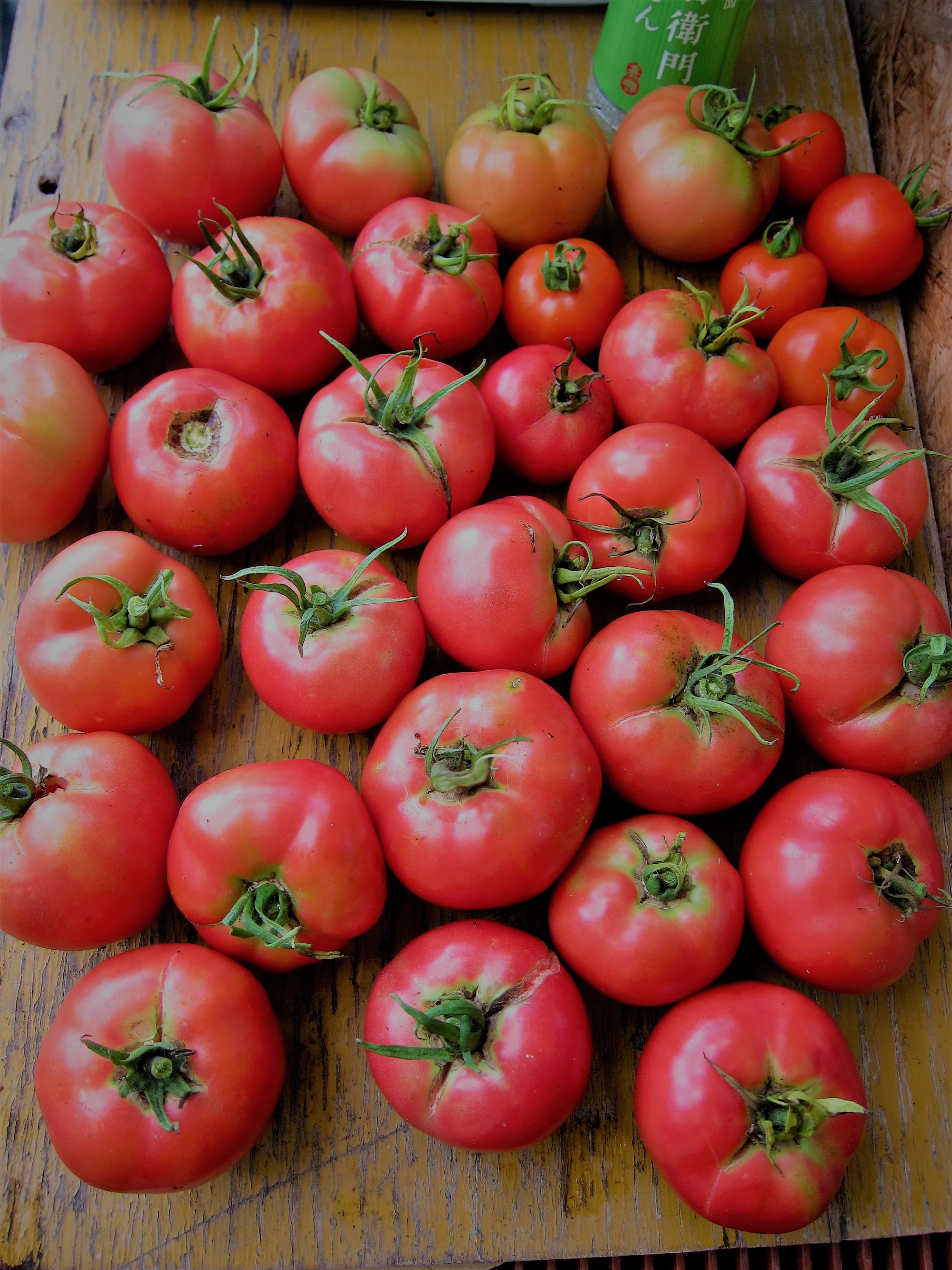 夏の収穫 トマト 西瓜 小玉3個 など Hanadai S Ocean 楽天ブログ