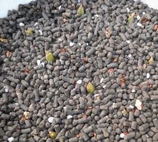 チューリップ ヨハンS.jpg