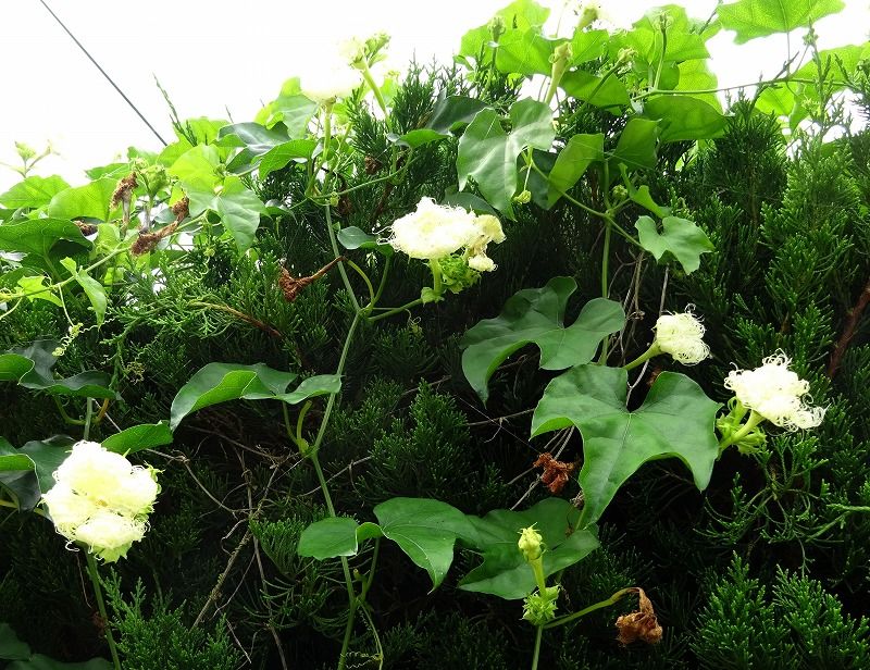 6月27日 今日の一花 その２ カラスウリ 烏瓜 Gazengamaのブログ 散歩中に出合った花と趣味の陶芸作品 楽天ブログ