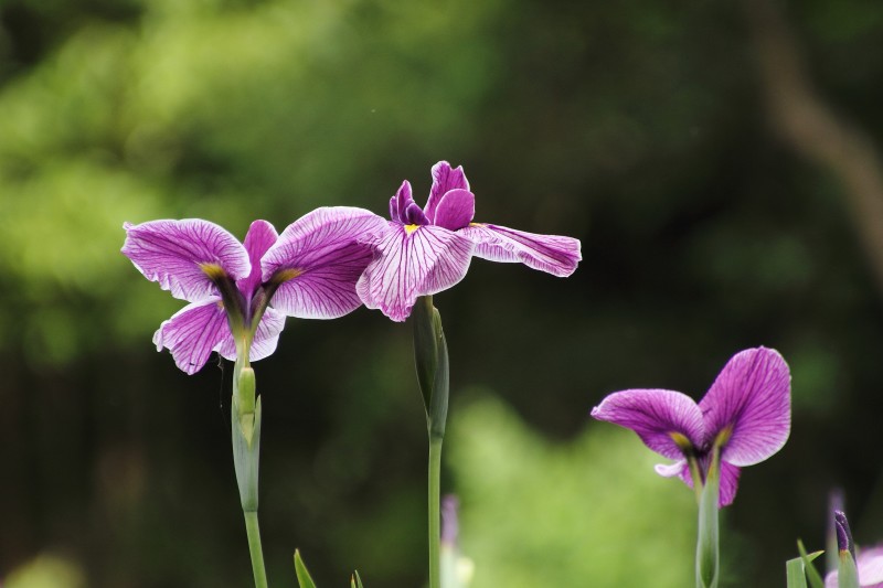 菖蒲園_006.jpg