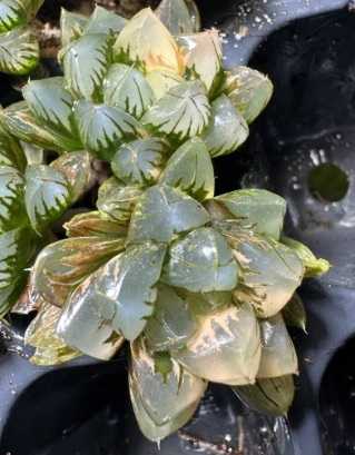 ハオルチア・オブツーサ錦(Haworthia obtusa variegated)～北極