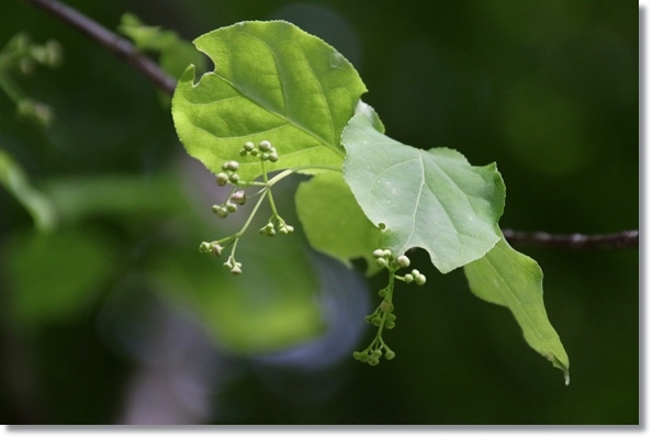 樹木公園-19 クロツリバナ 16.4.20