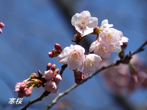 寒桜