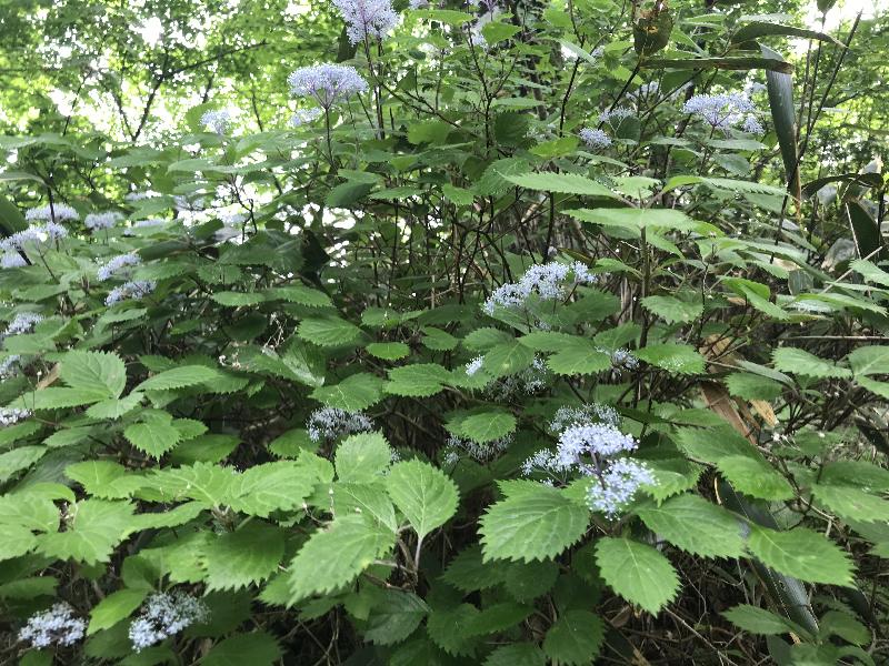 金時山の花たち | 醍醐山と下部（しもべ）温泉 - 楽天ブログ