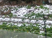 2014年の雪