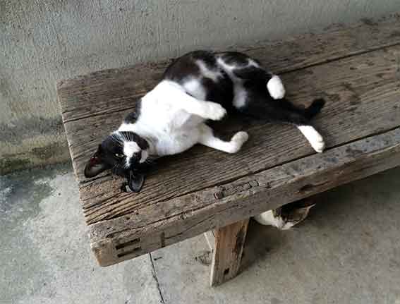 我が家のニャンコ♪2015/8/27-2