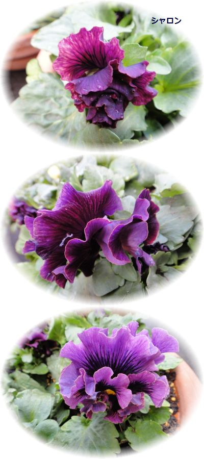 シャロンが咲きだしました。