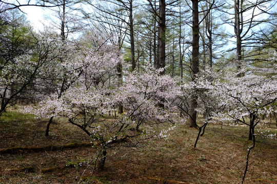 2016 04 20_3676.jpg