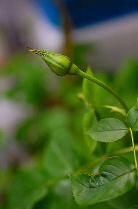 ディオレサンスのつぼみ