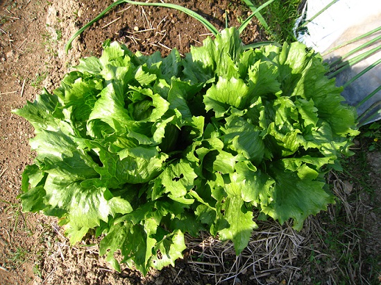 撒きレタスそろそろ収穫時期？burogu.jpg