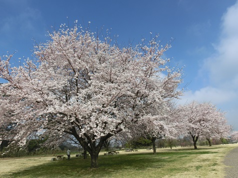 桜