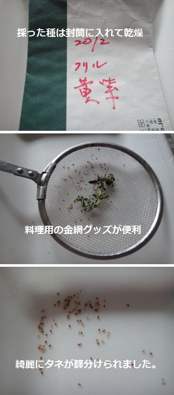 我が家流のビオラ、パンジーのタネ整理の方法