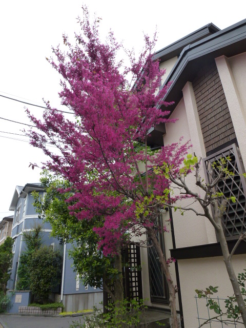 776 紅花、木