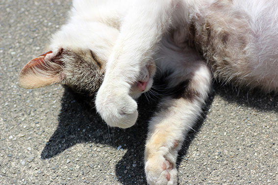 我が家のニャンコ♪2014/05/14-2