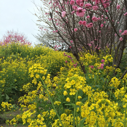 花桃