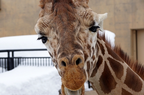 Giraffe Asahiyama zoo