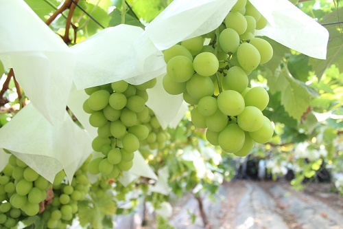 シャインマスカット (5).JPG