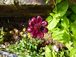 P1240253ss.jpg