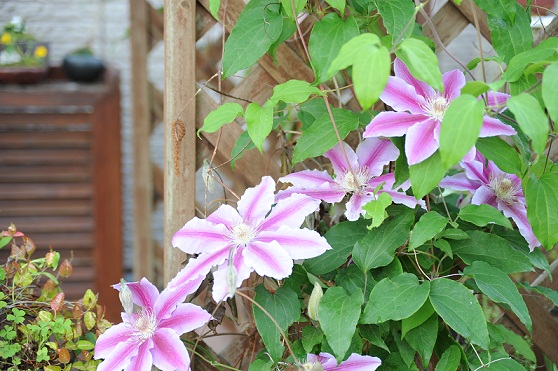 2013.5 032.JPG