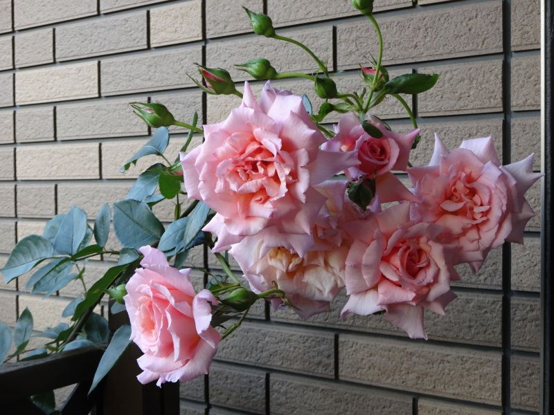 コンパッション バラと可愛い花たち 楽天ブログ