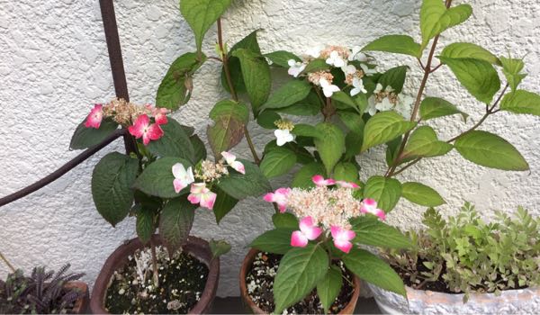 rblog-20170603184608-05.jpg