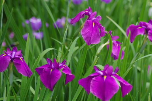 浜離宮恩賜庭園の花菖蒲