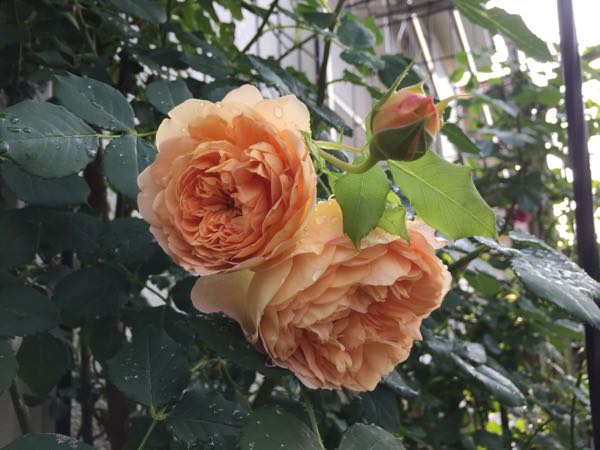 rblog-20170603181147-03.jpg