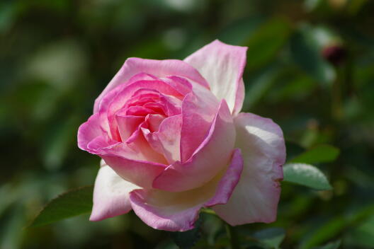 日比谷公園の秋薔薇