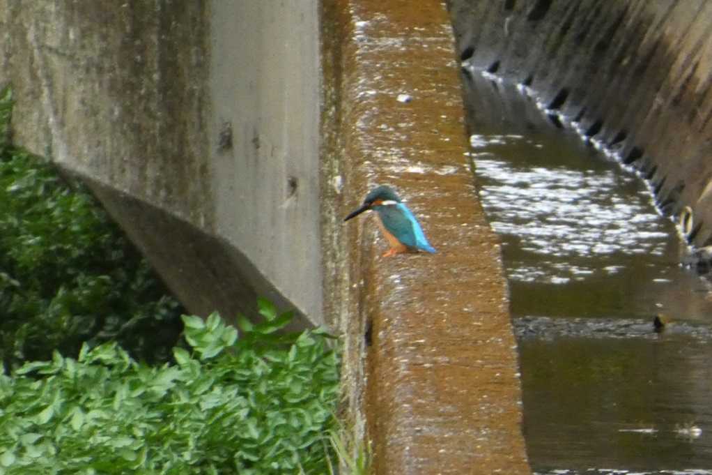 515