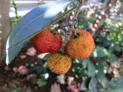 イチゴの木