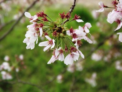 sakura-2-b.jpg