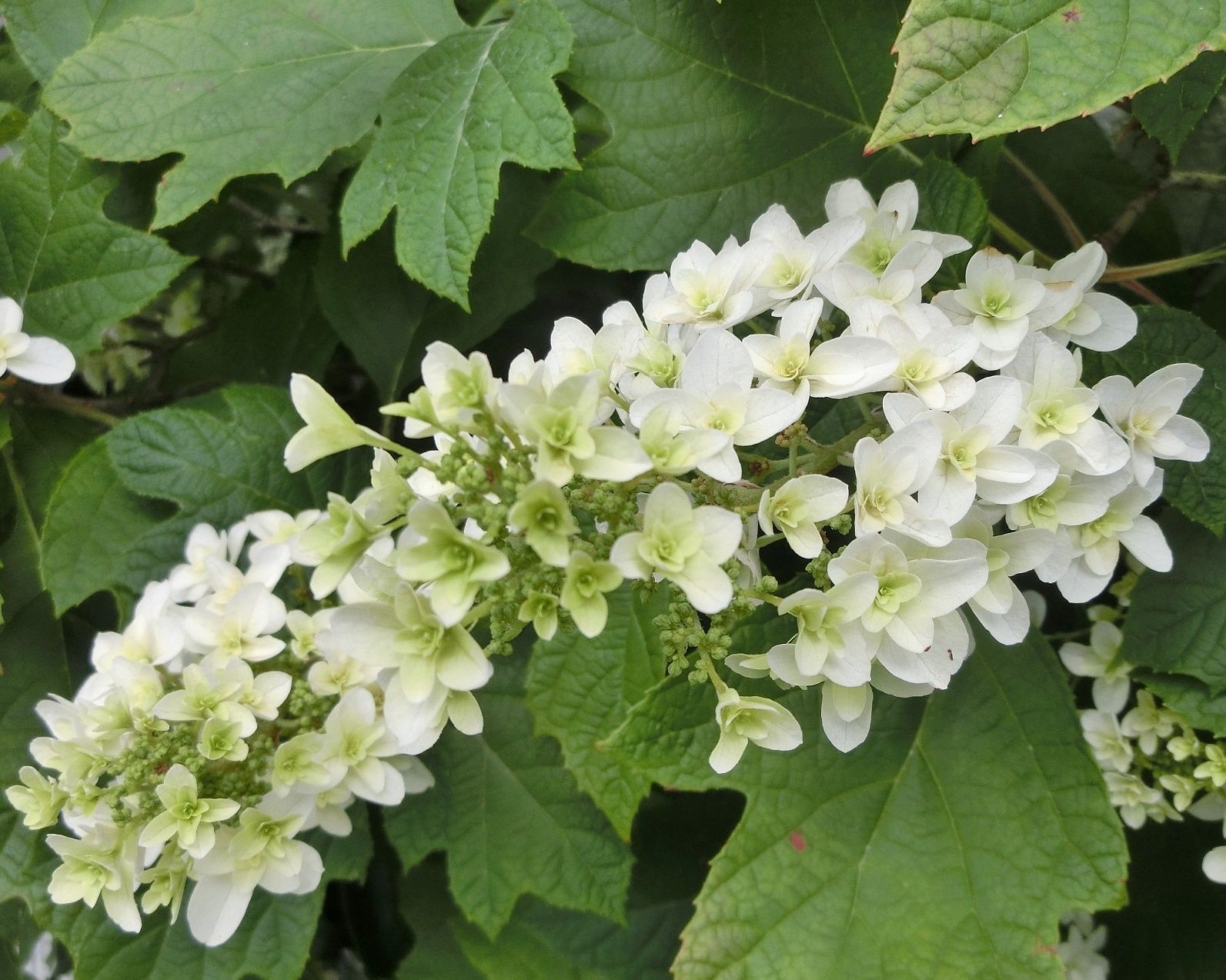 アジサイ 紫陽花 が一杯 その３ だい のひとりごと 楽天ブログ