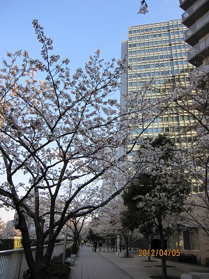 七分咲き？の桜5.jpg