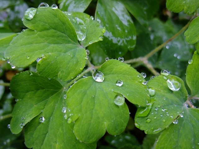 DSCF1523.JPG